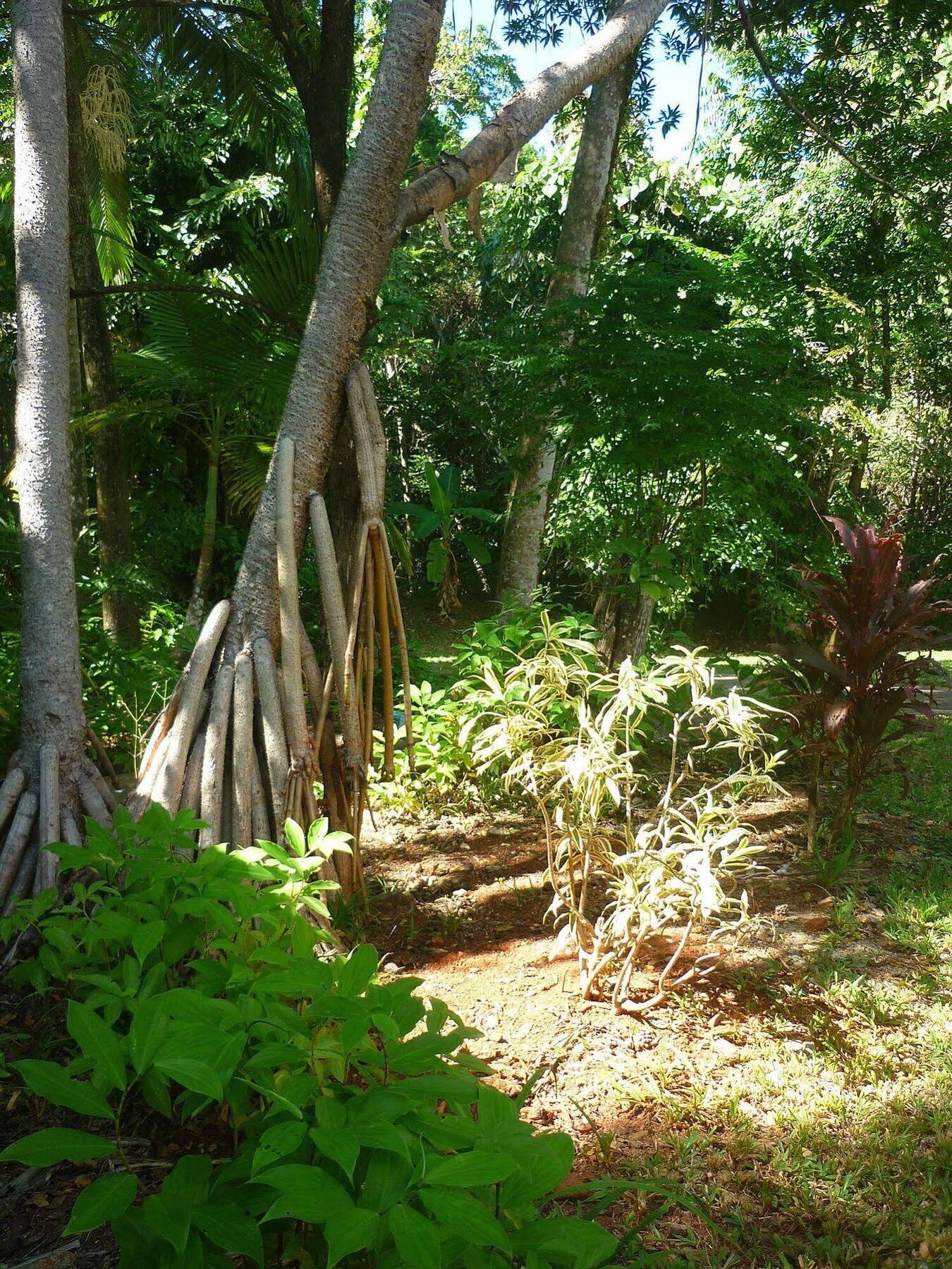 Ferntree Rainforest Lodge Кейп Трибулейшън Екстериор снимка